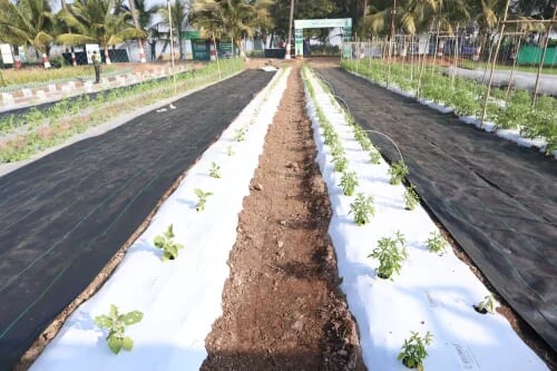 mulching film