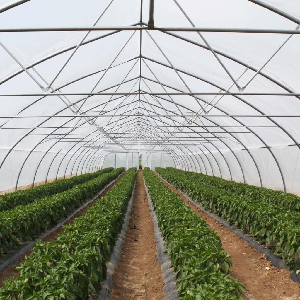 Greenhouse Film: How To Choose The Right Pe Film For Commercial Greenhouses 1 image 2 1