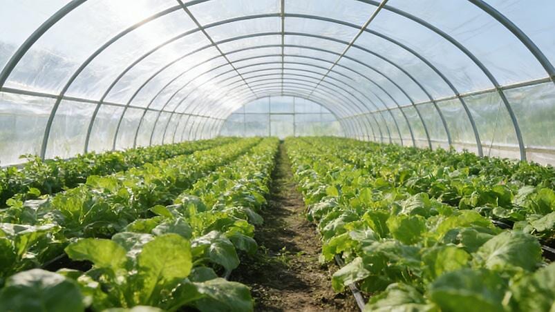 Greenhouse Film: How To Choose The Right Pe Film For Commercial Greenhouses 3 image 2